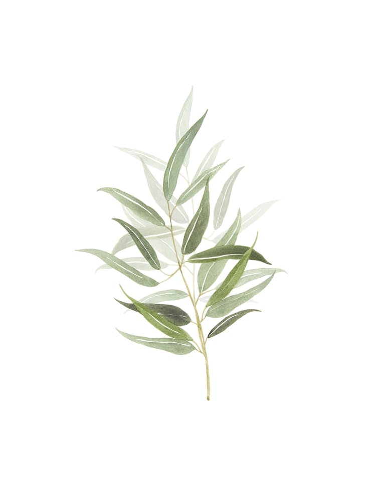 Watercolor Botanical Art 01