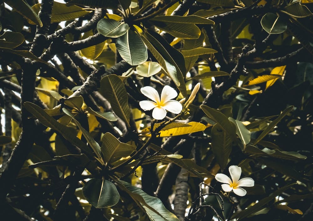 Frangipani