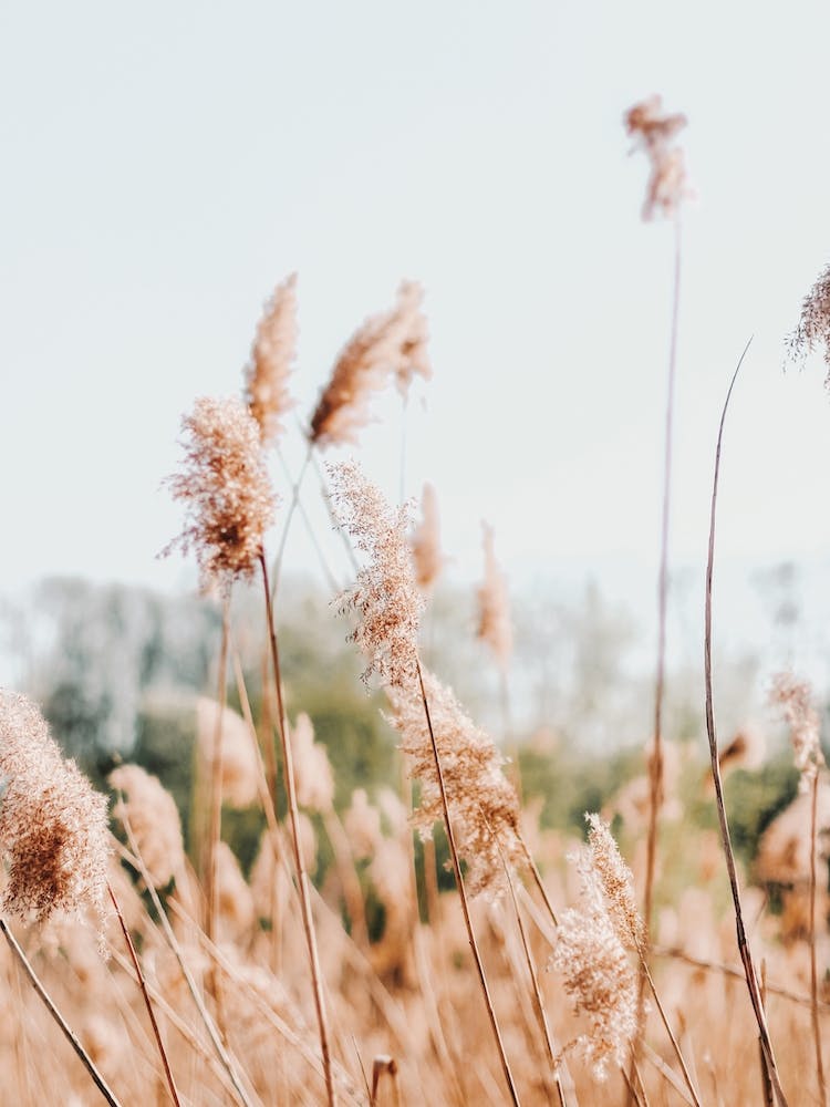 Whispy Pampas Scenery