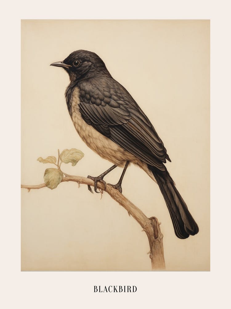 Vintage Bird Drawing Blackbird 3 Poster