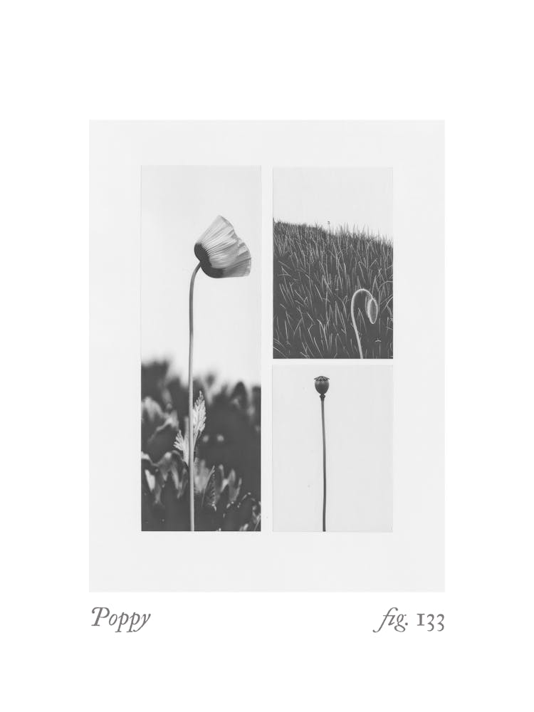 Poppy Botanical Collage 3