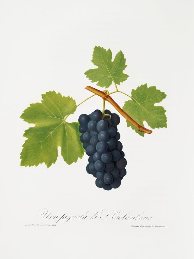 San Colombano Grapes (Vitis Vinifera Sancti Colombani) De Pomona Italiana (1817 1839), Giorgio Gallesio
