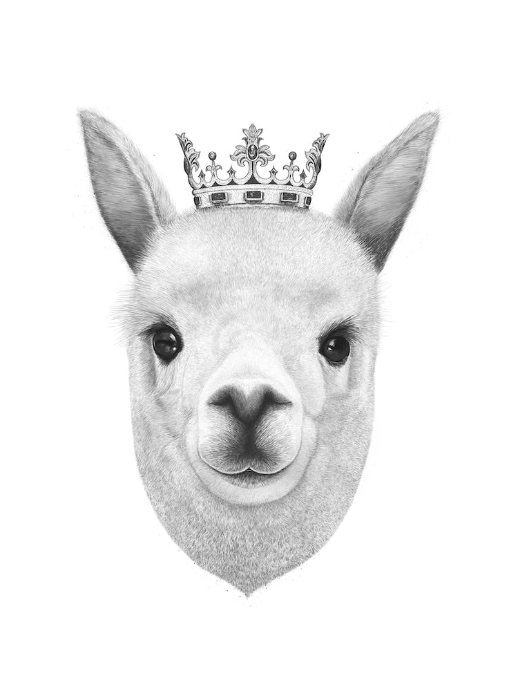 The King Llama
