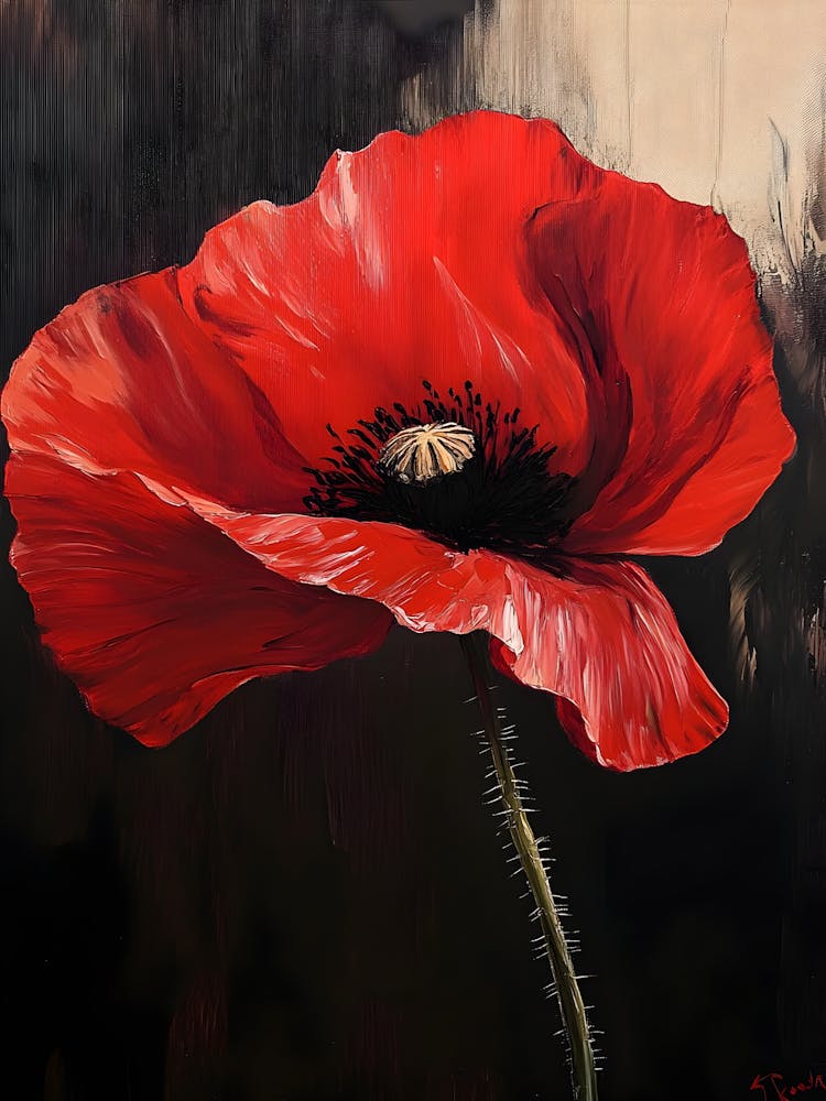 Red Poppy