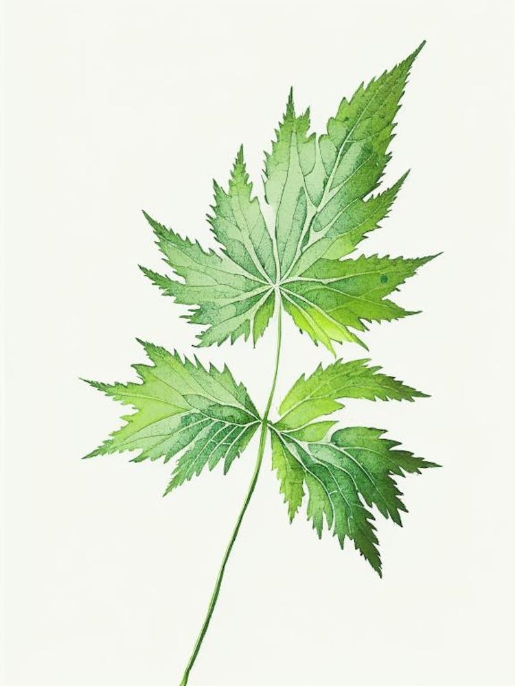 Nettle Leaf Minimalist Watercolour 1