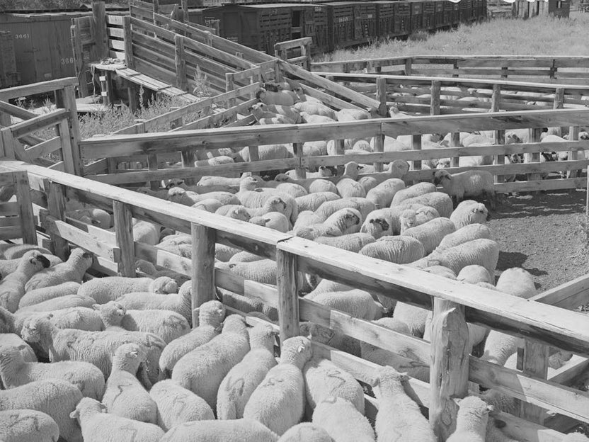 Fat Lambs In Shipping Pens, Cimarron, Colorado By Russell Lee