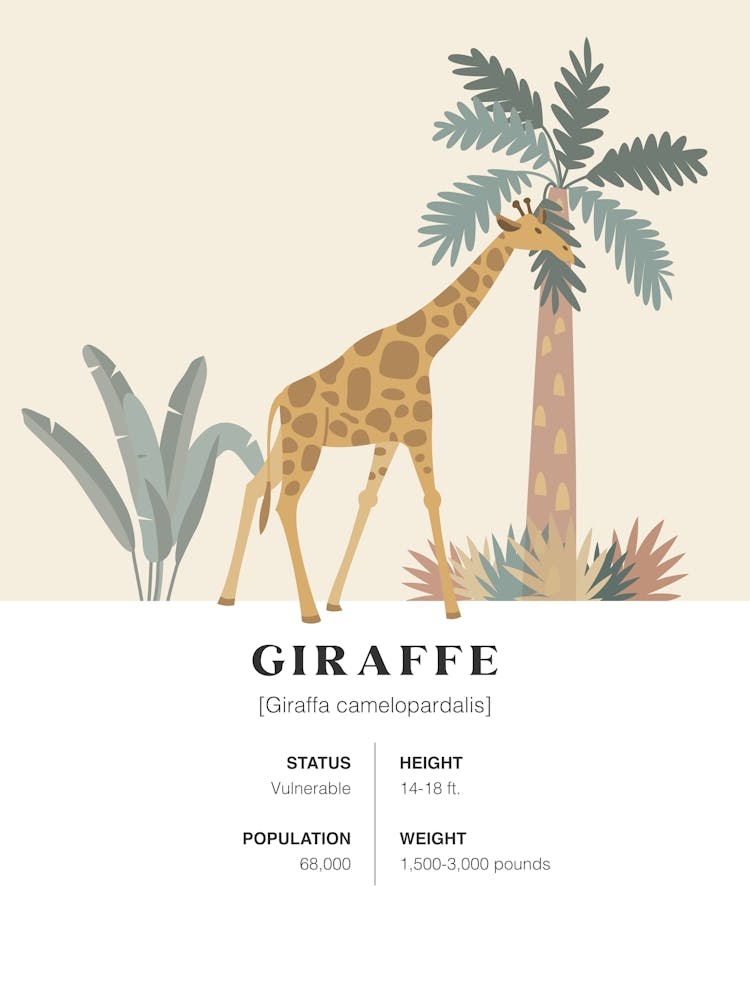 Giraffe - Jungle Fact