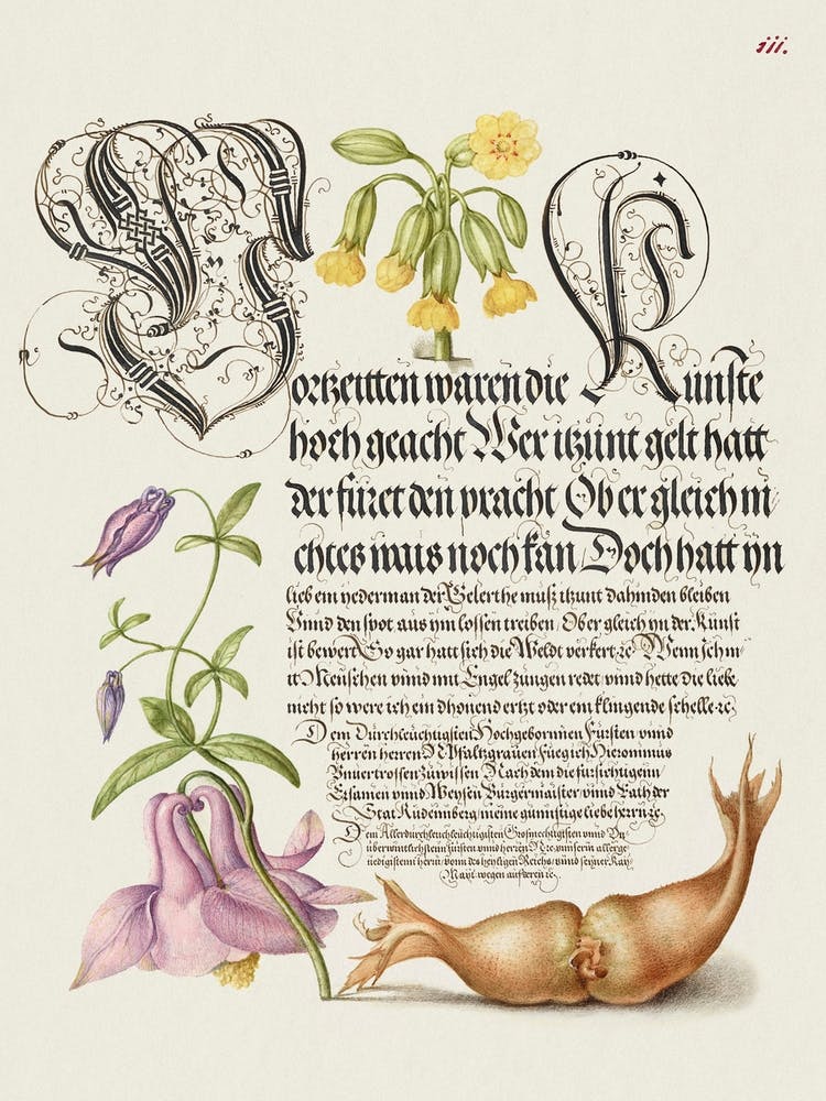 Cowslip, European Columbine, And Giant Filbert From Mira Calligraphiae Monumenta, Joris Hoefnagel