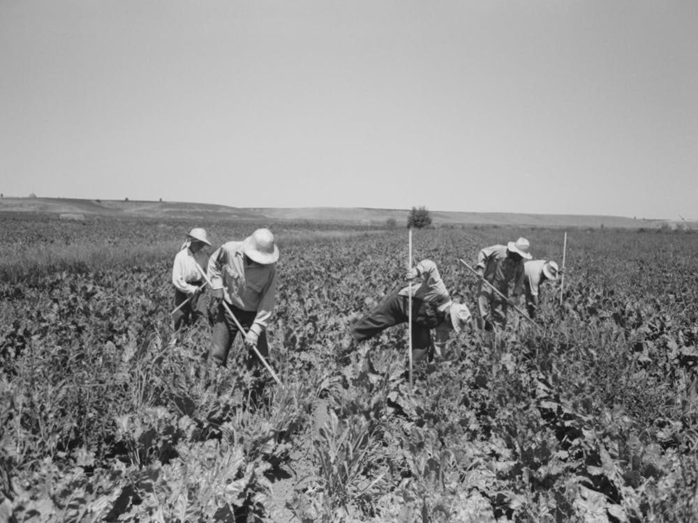 Nyssa, Oregon, Fsa (Farm Security Administration) Mobile Camp, Japanese Americans Working In The Sugar Beets By