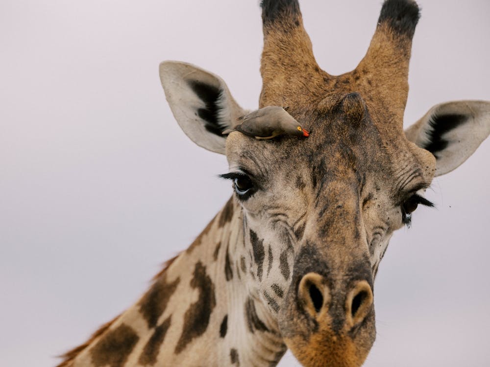 Giraffe With Bird Masai Mara Kenya