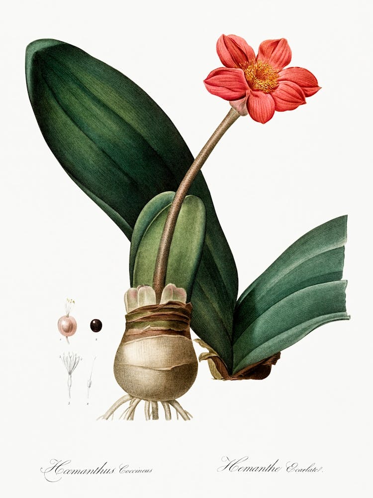 Blutlilien-Illustration, Pierre Joseph Redoute