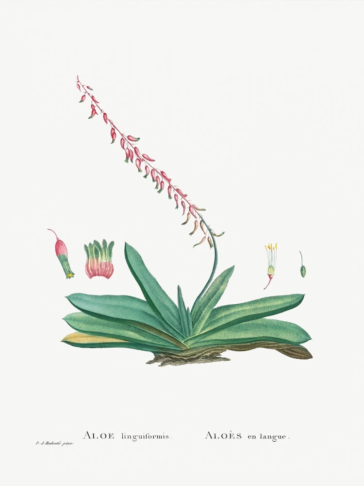 Aloe Linguiformis, Pierre Joseph Redoute
