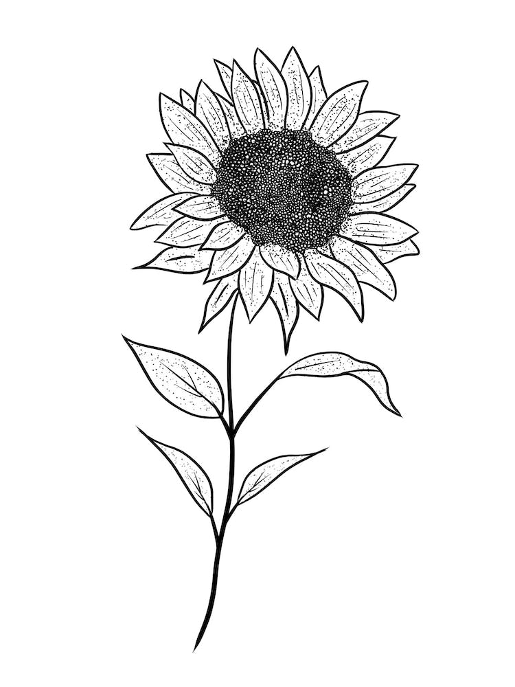 Sunflower Illustration