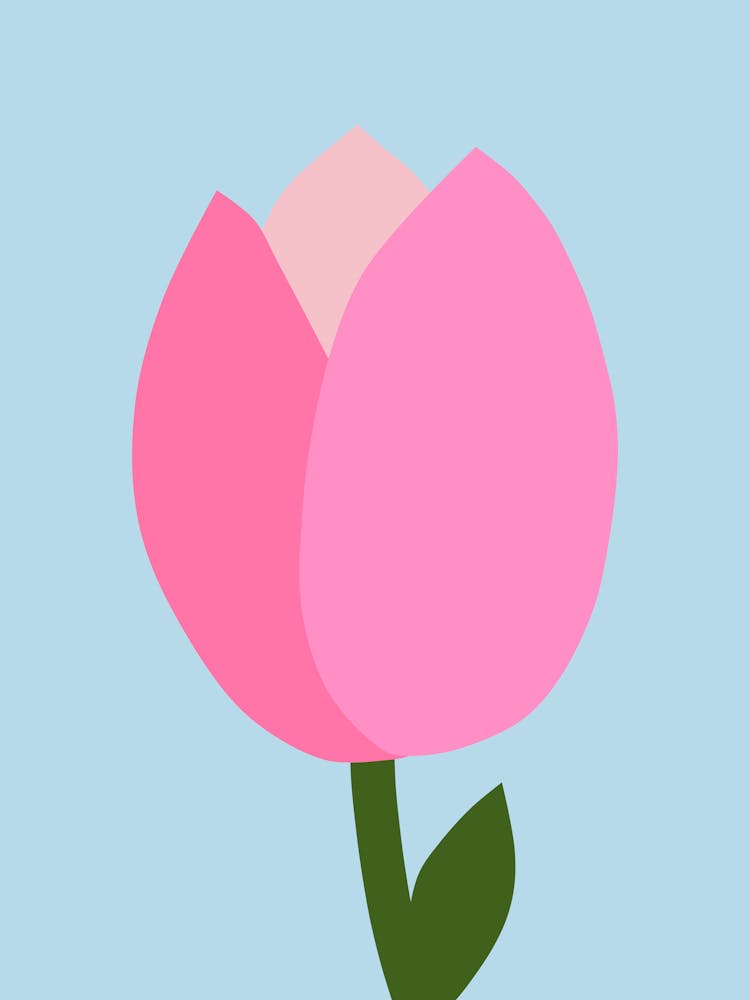 Tulip Pink And Blue