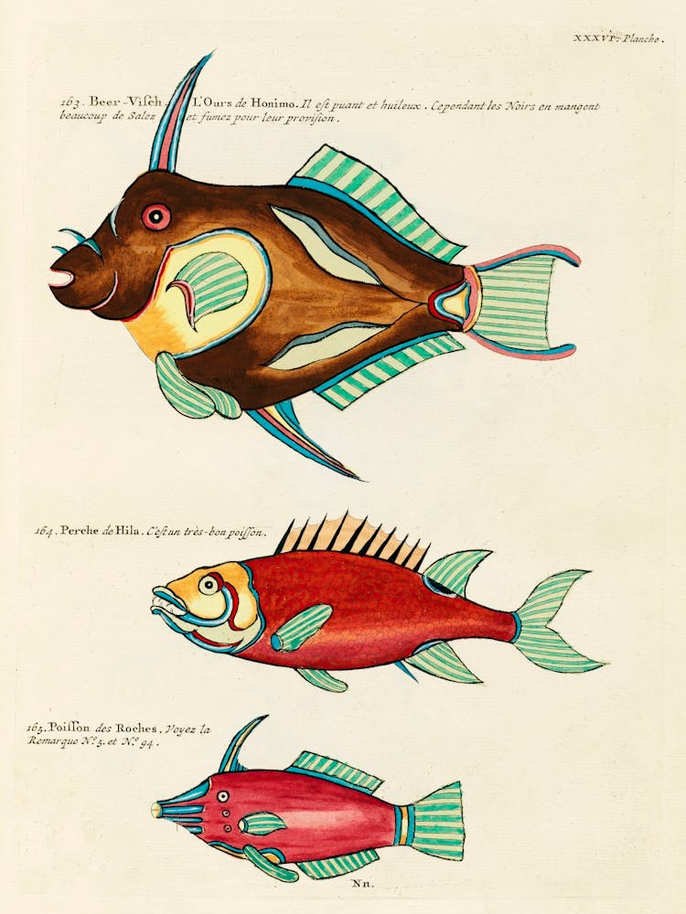 Colourful And Surreal Illustrations Of Fishes Found In Moluccas (Indonesia) And The East Indies, Louis Renard(57)