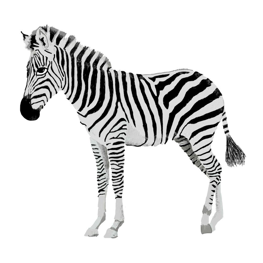 Zebra