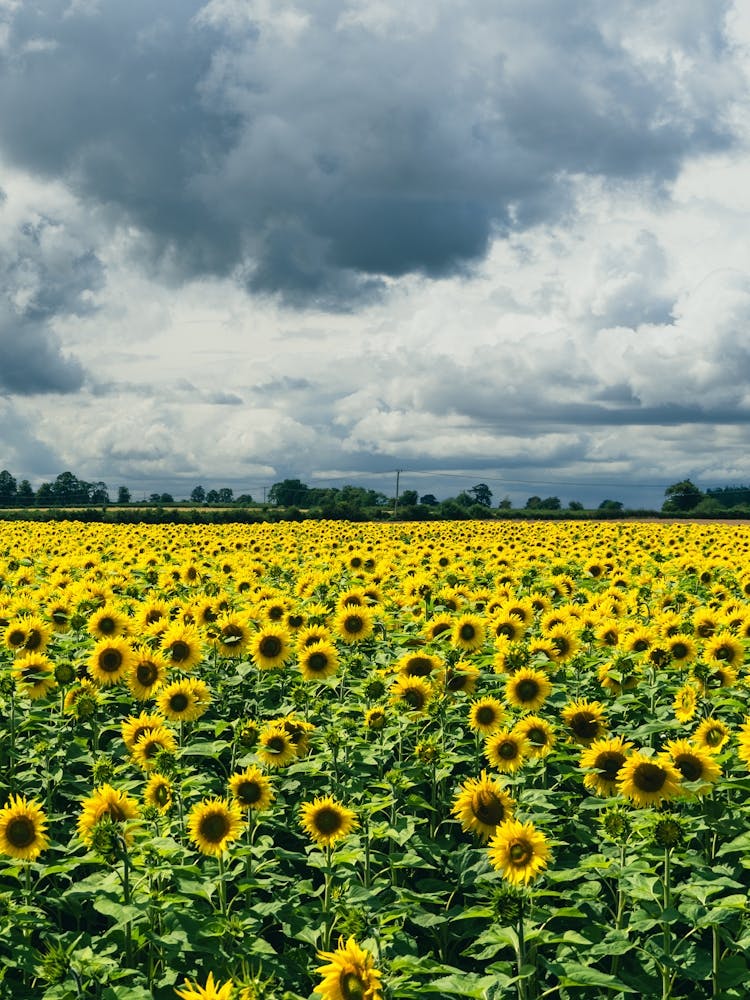 Sunflower Field