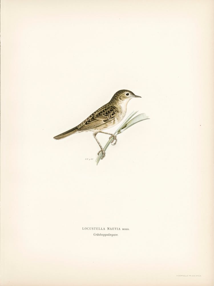 Locustella Naevia, The Von Wright Brothers