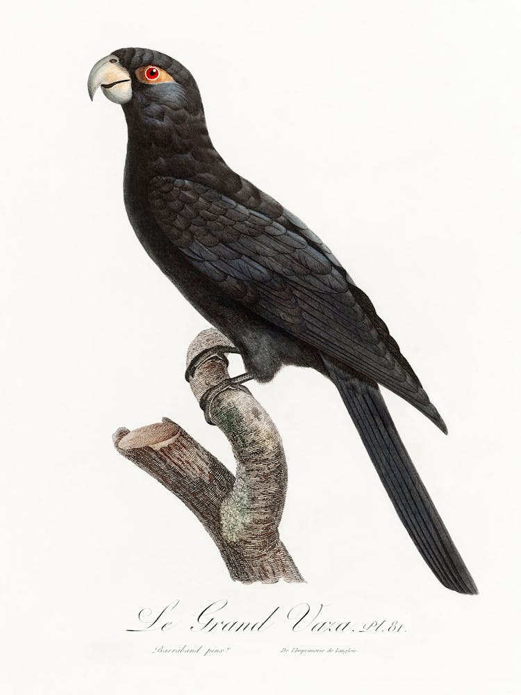 Le Grand Perroquet Vasa De Natural History Of Parrots, Francois Levaillant
