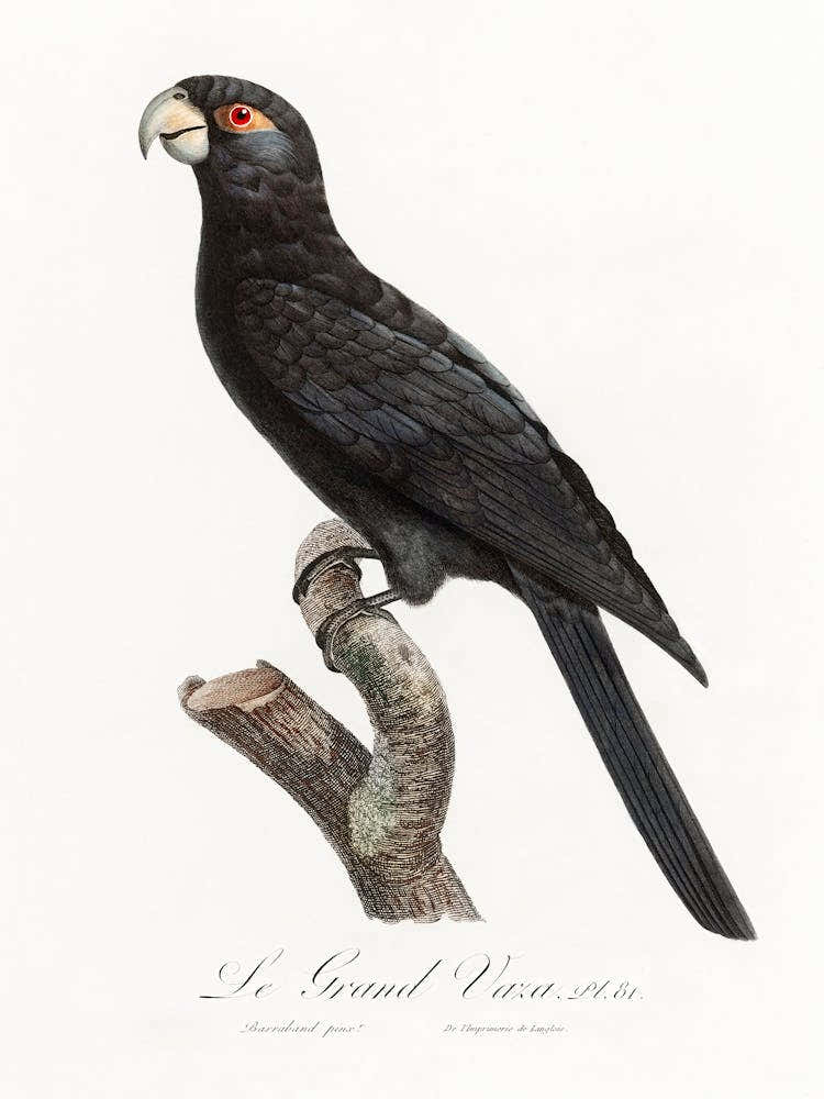 The Greater Vasa Parrot From Natural History Of Parrots, Francois Levaillant