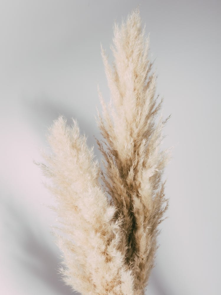 Pampas_2064596