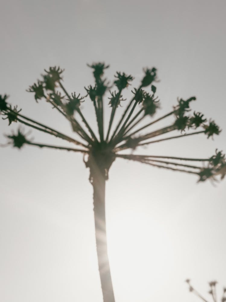 Dried Plant_2251399