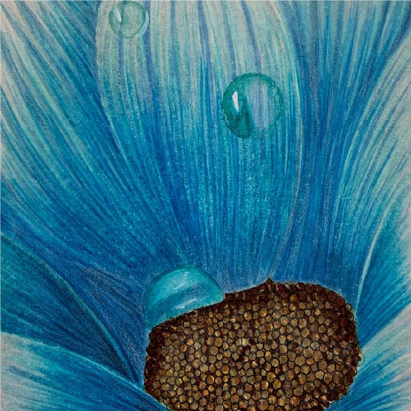 Blue Gerbera 2