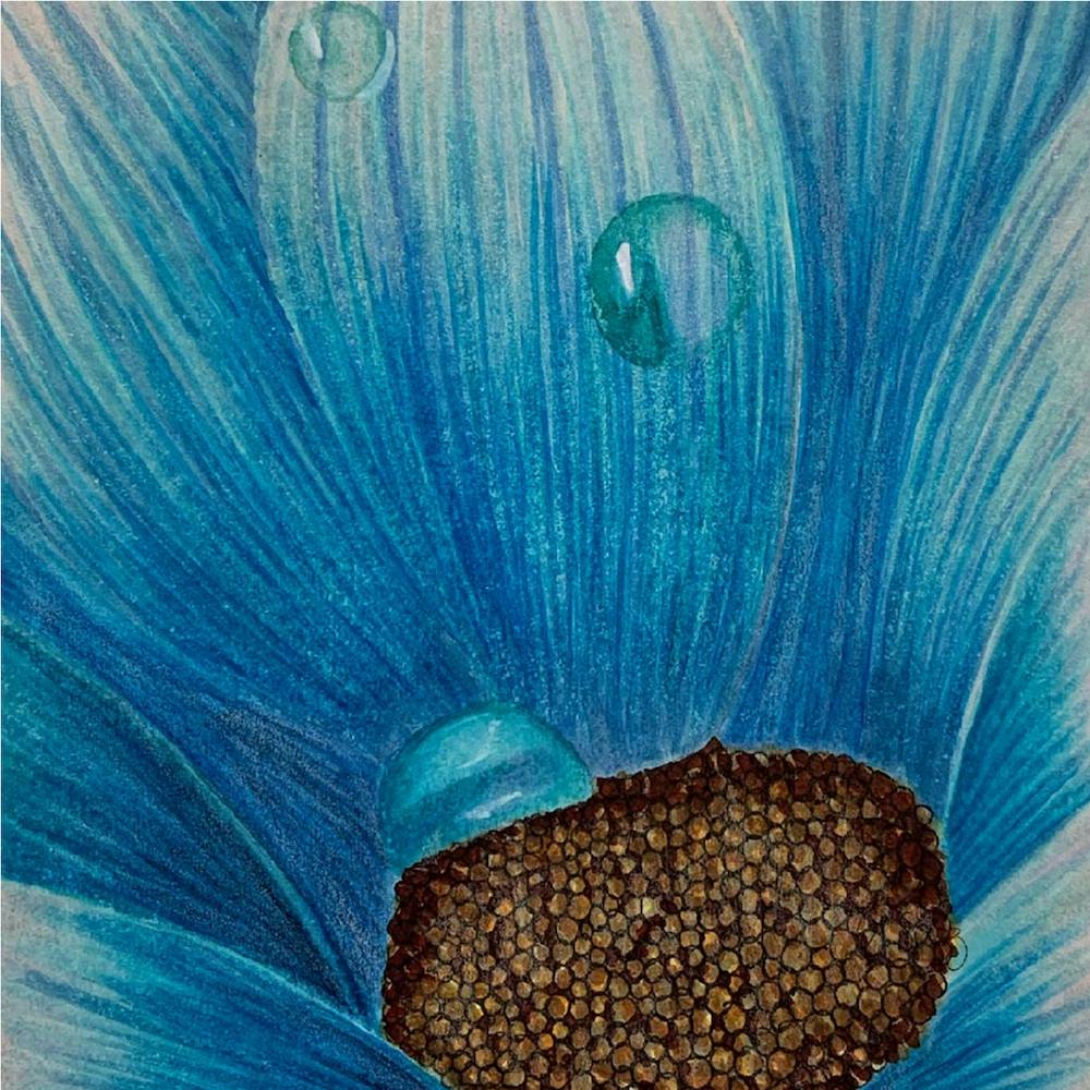 Blue Gerbera 2