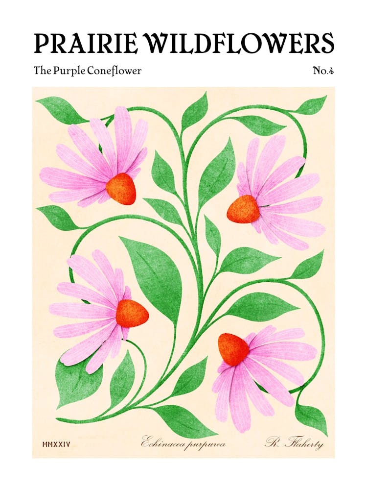 Prairie Wildflowers The Purple Coneflower