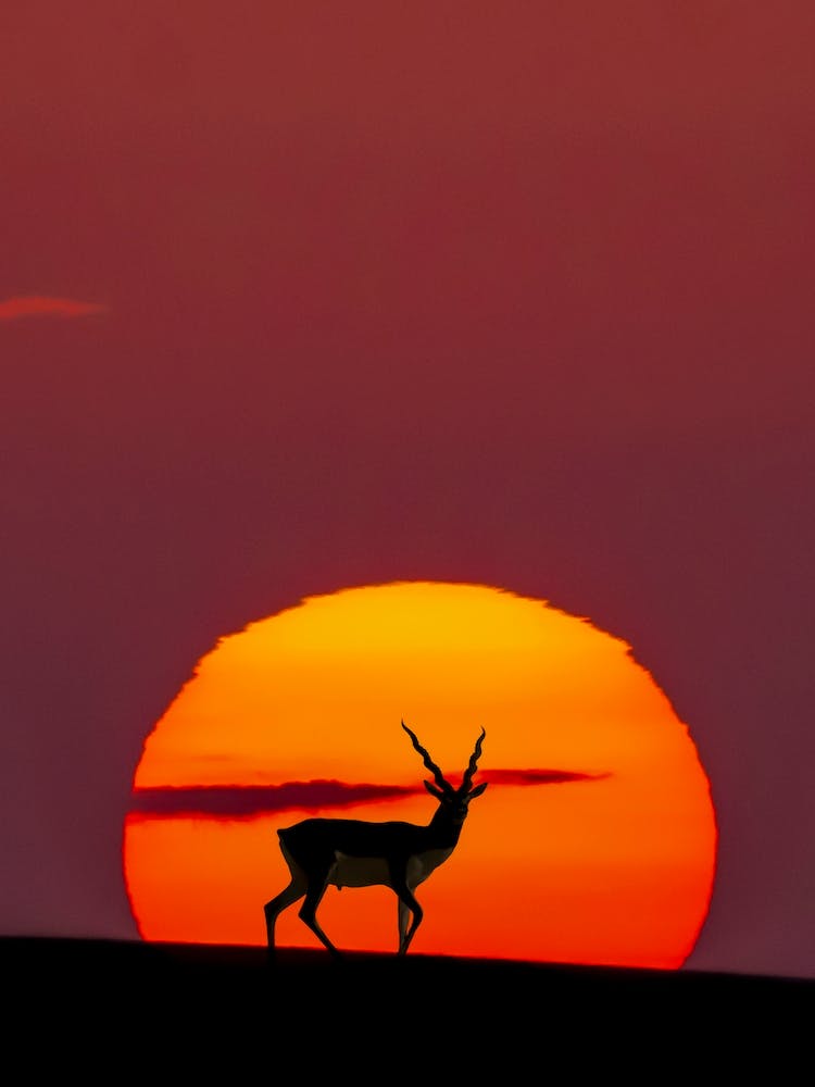 Sun Crossing