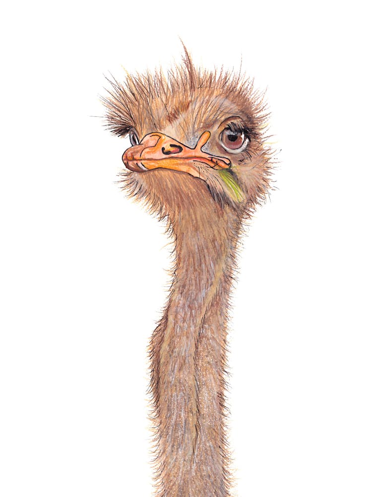 Ostrich