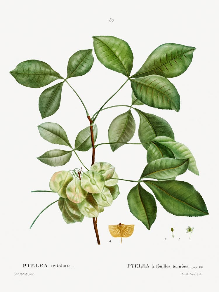Common Hoptree, Pierre Joseph Redoute