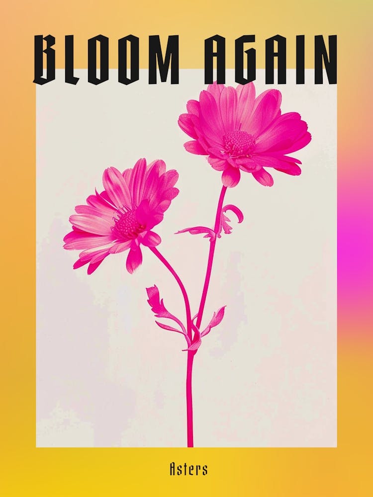 Hot Pink Asters 2 Poster