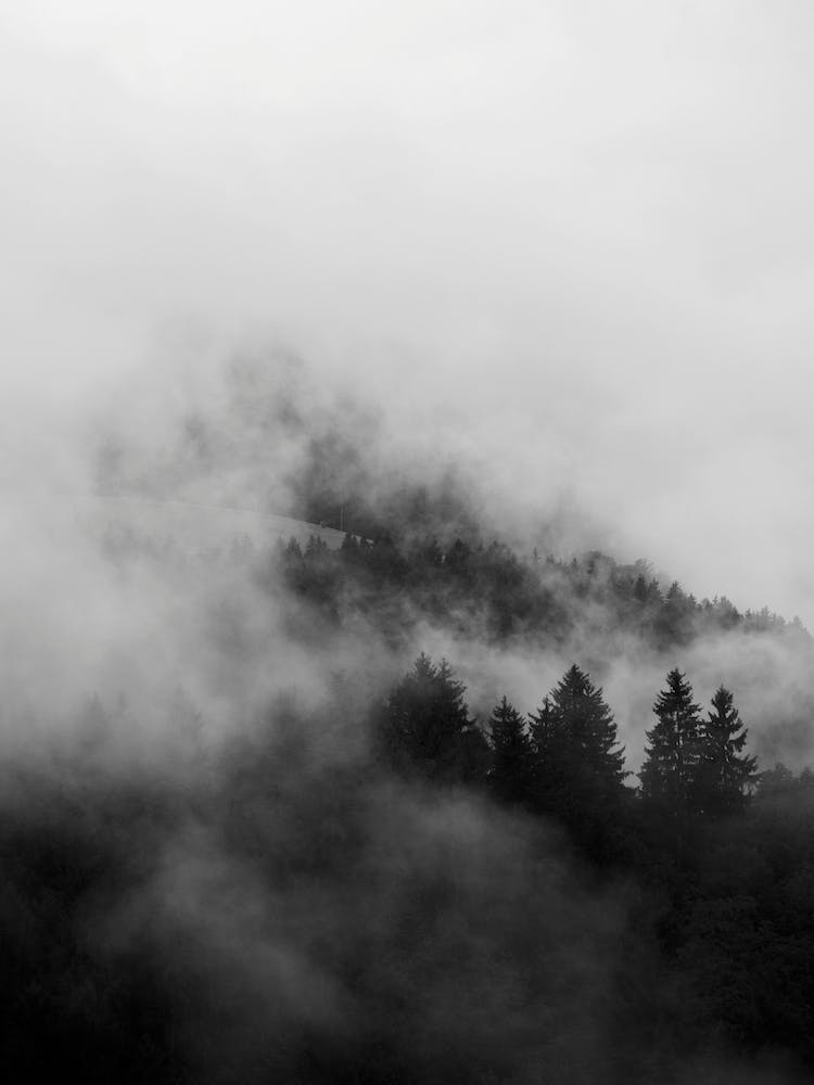 Black Foggy Forests