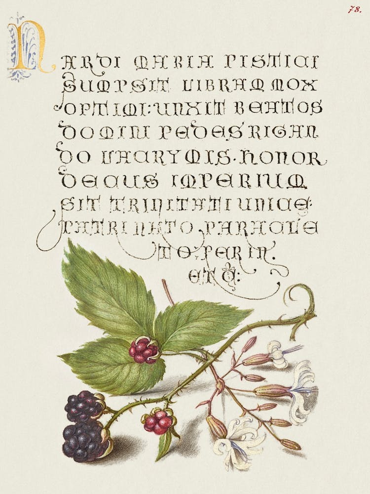 Blackberry And Nottingham Catchfly From Mira Calligraphiae Monumenta, Joris Hoefnagel