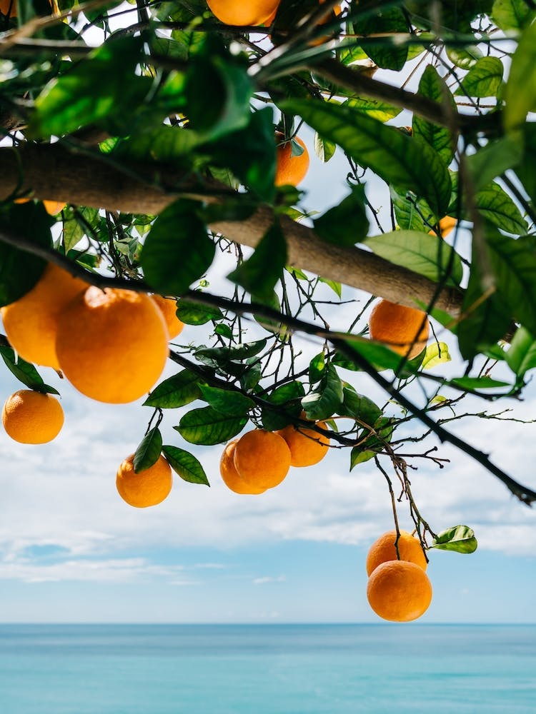 Amalfi Coast Oranges IV