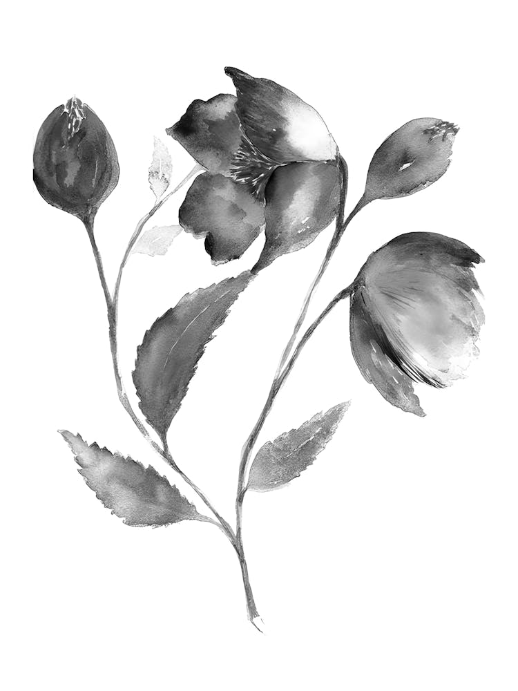 Schwarz-Weiß Aquarellblumen