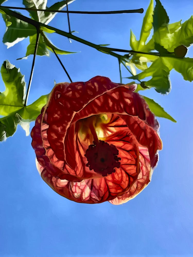 Flowering Maple