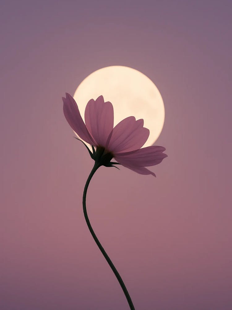 Flower Against The Moon