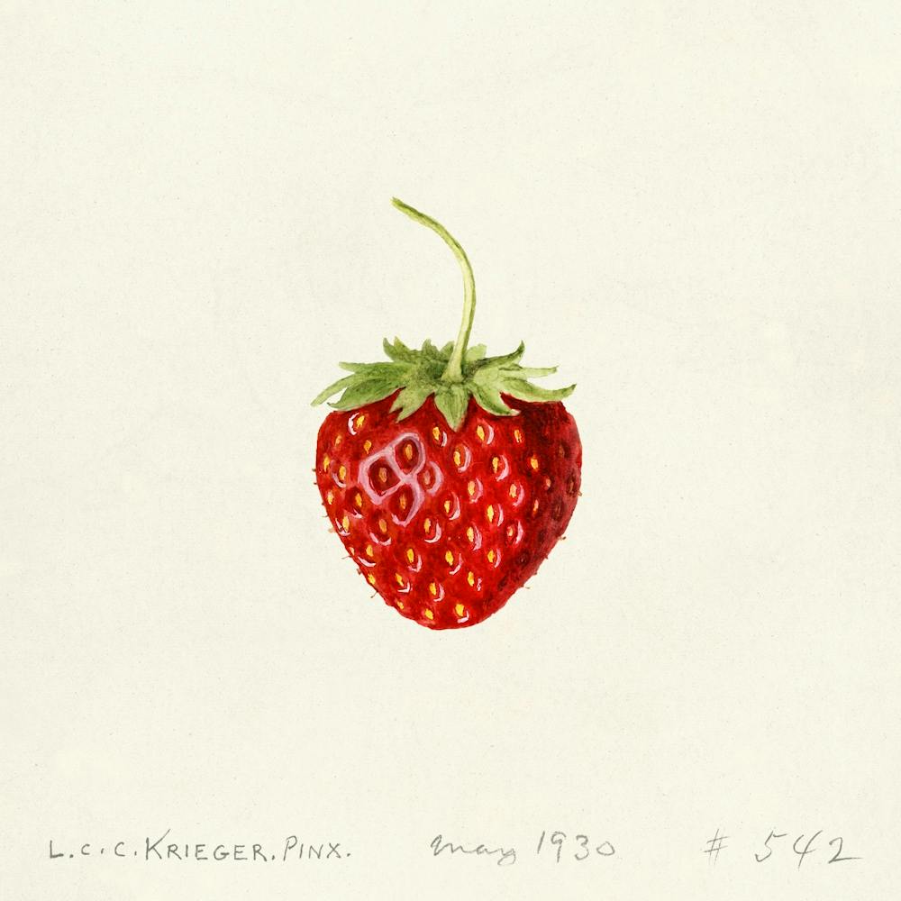 Strawberry