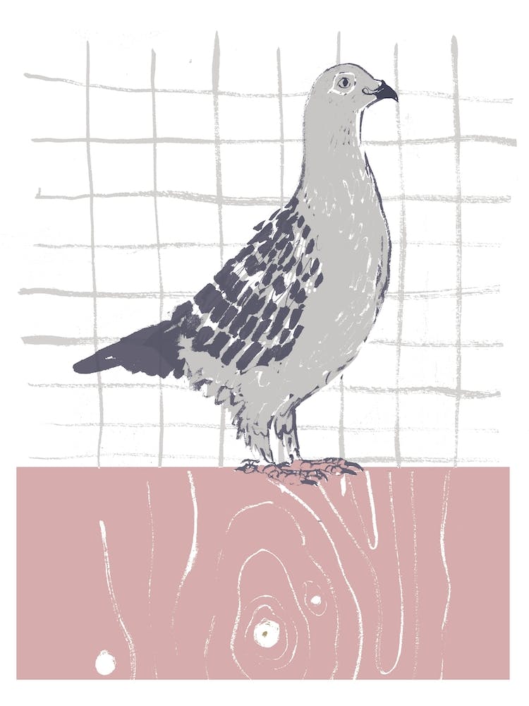 Homing Pigeon