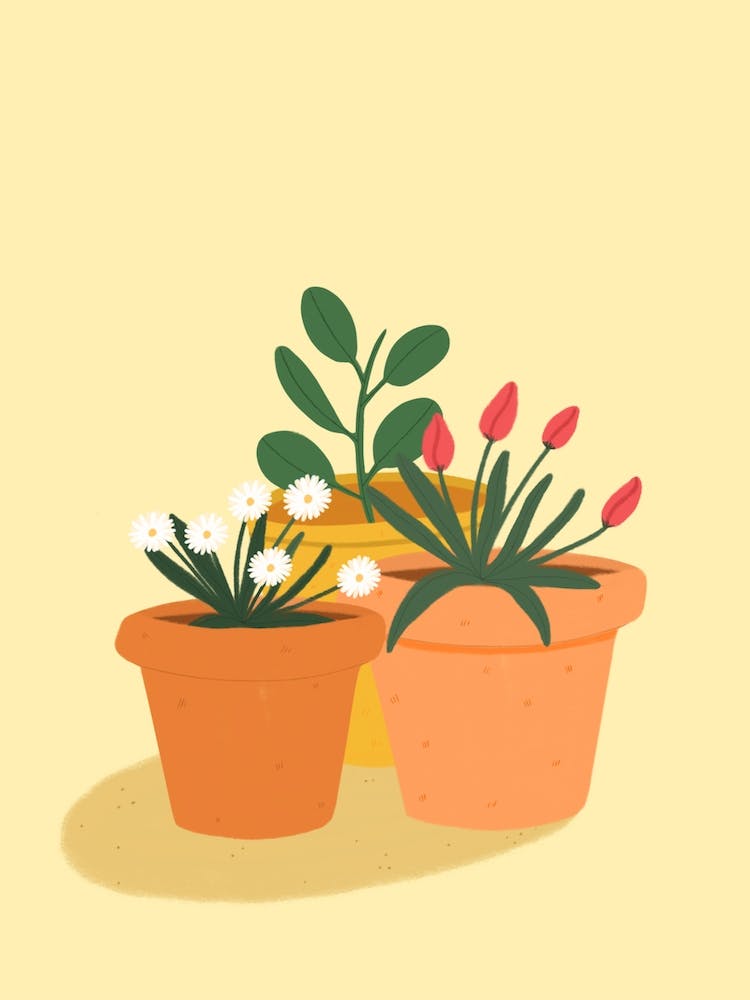 Garden Plants