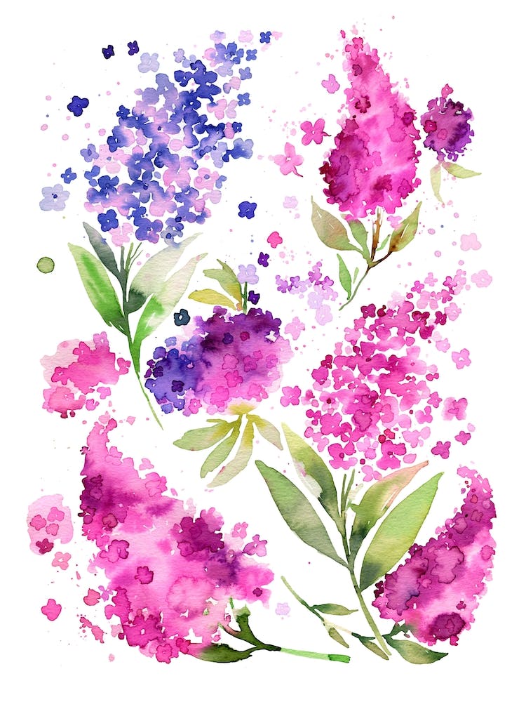 Hydrangeas And Lilacs