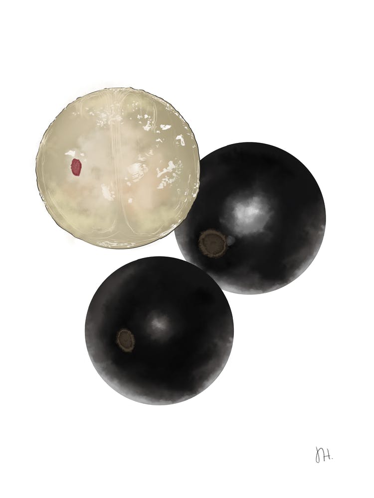 jabuticaba