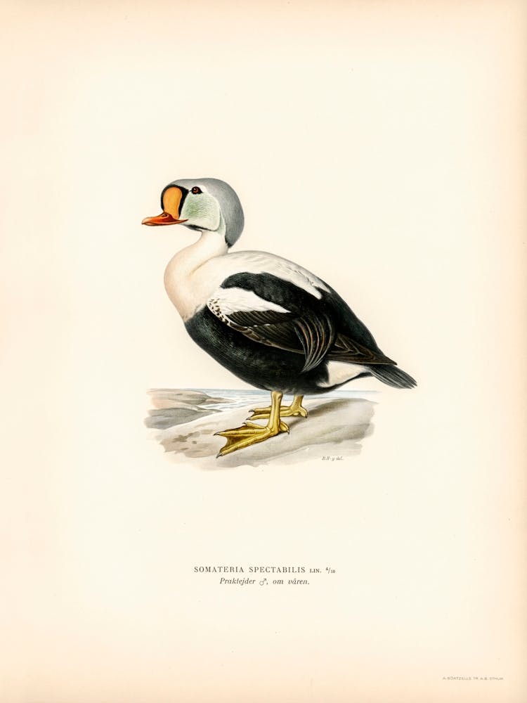 Somateria Spectabilis, The Von Wright Brothers