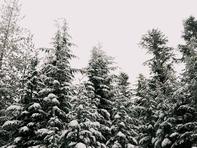 Winterwald