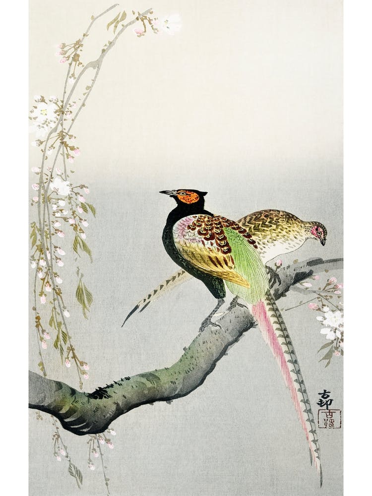 Couple Pheasants And Cherry Blossom (1900 1936), Ohara Koson