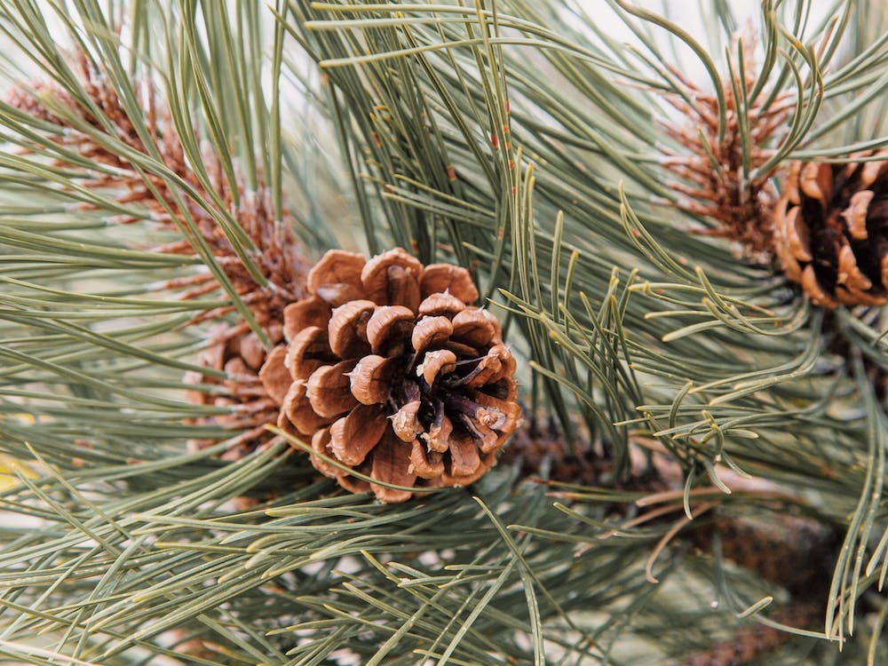 Pine Cone Branch