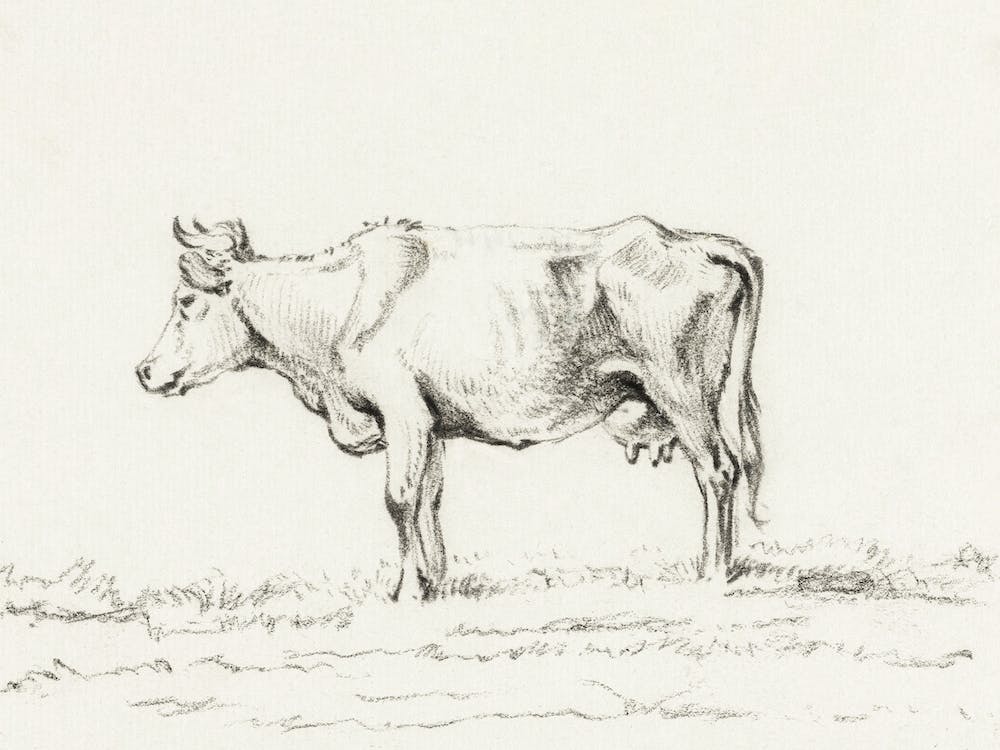 Standing Cow 1, Jean Bernard
