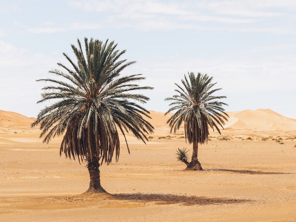 Desert Palms